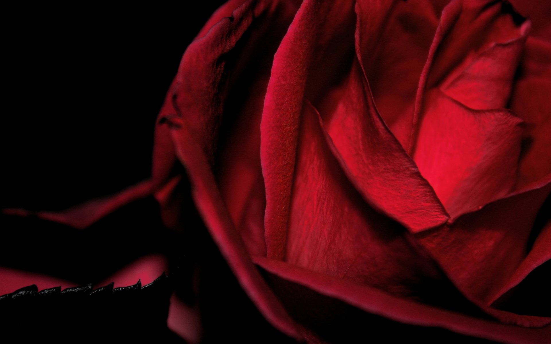 Красная роза королева цветов