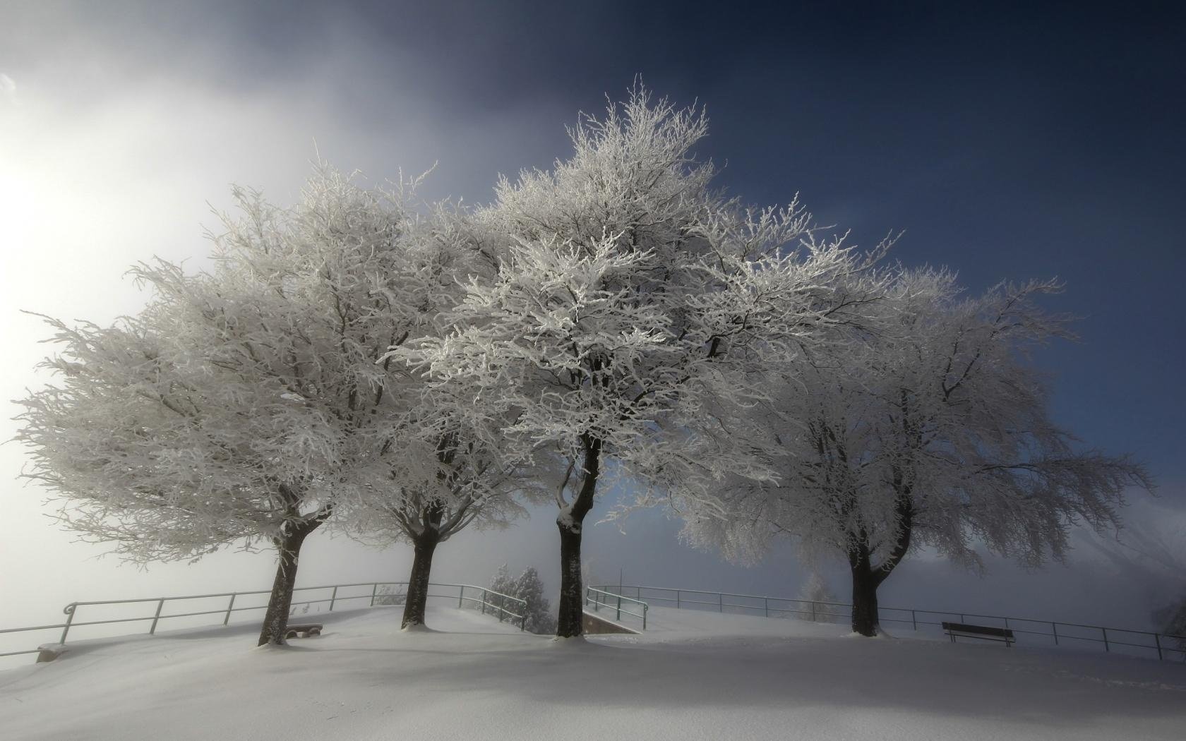 Четыре дерева в снегу на холме