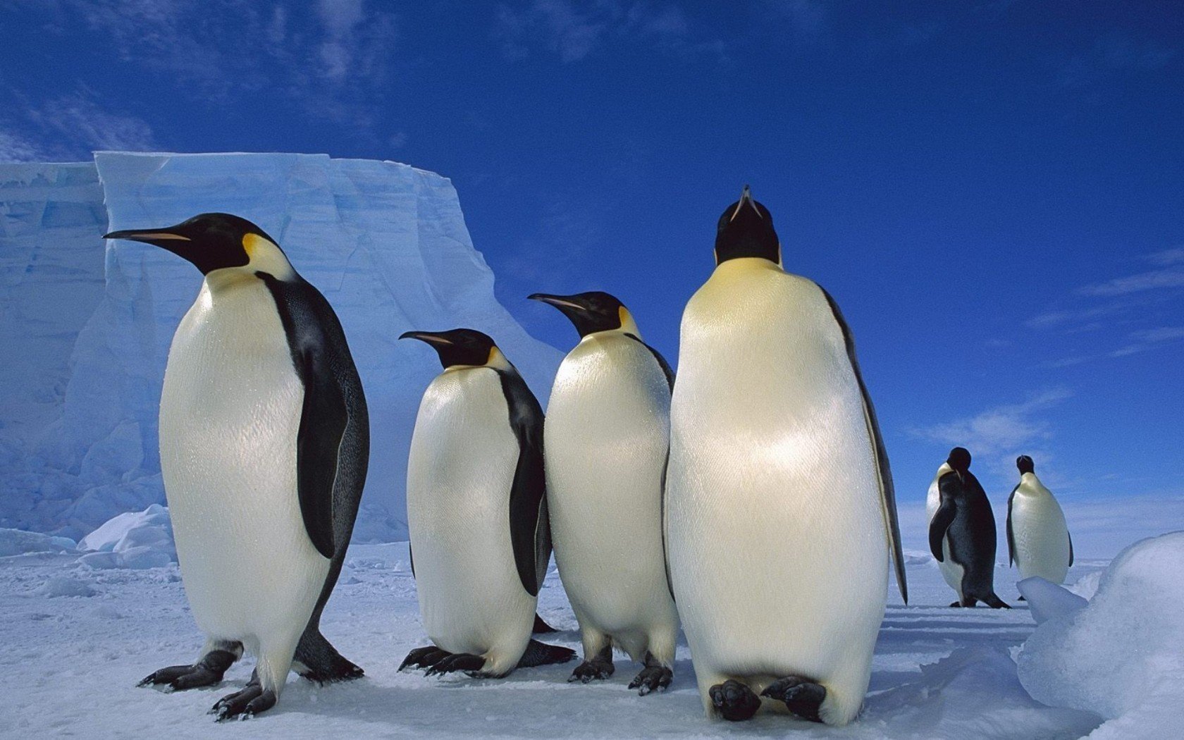 Пингвины на севере среди льдин