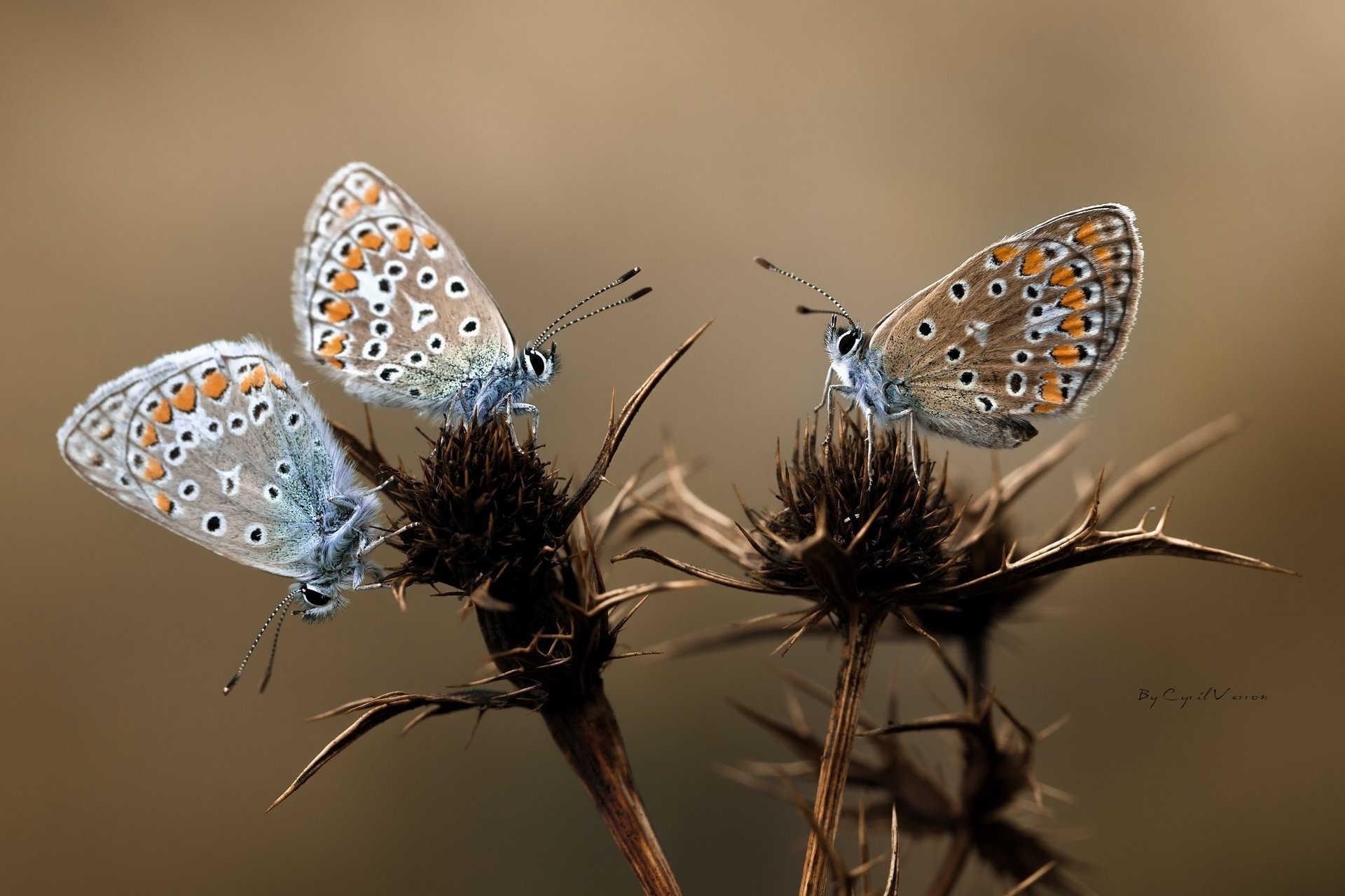 Бабочки под марко сьемкай , красивая природа