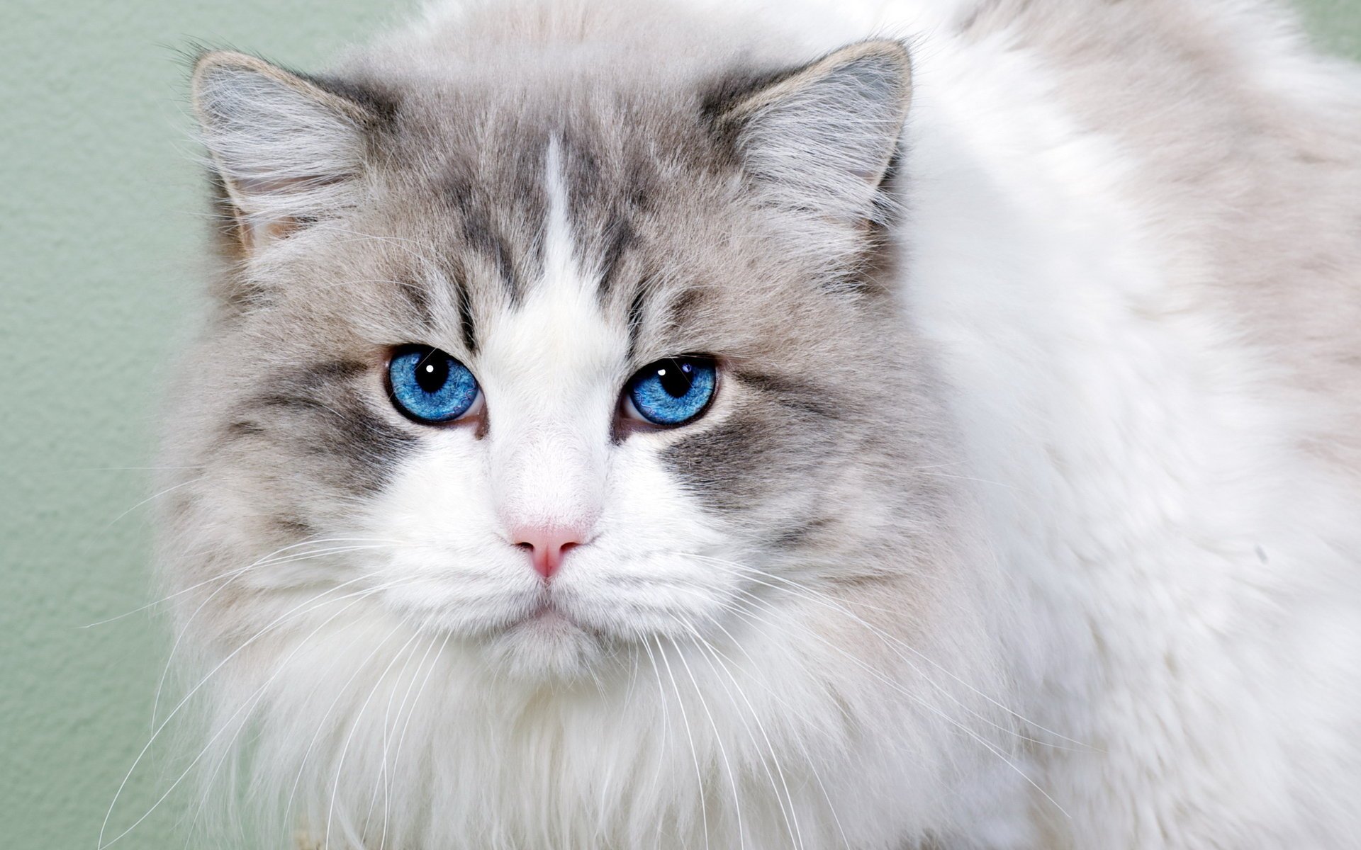 Голубоглазый кот смотрит в камеру