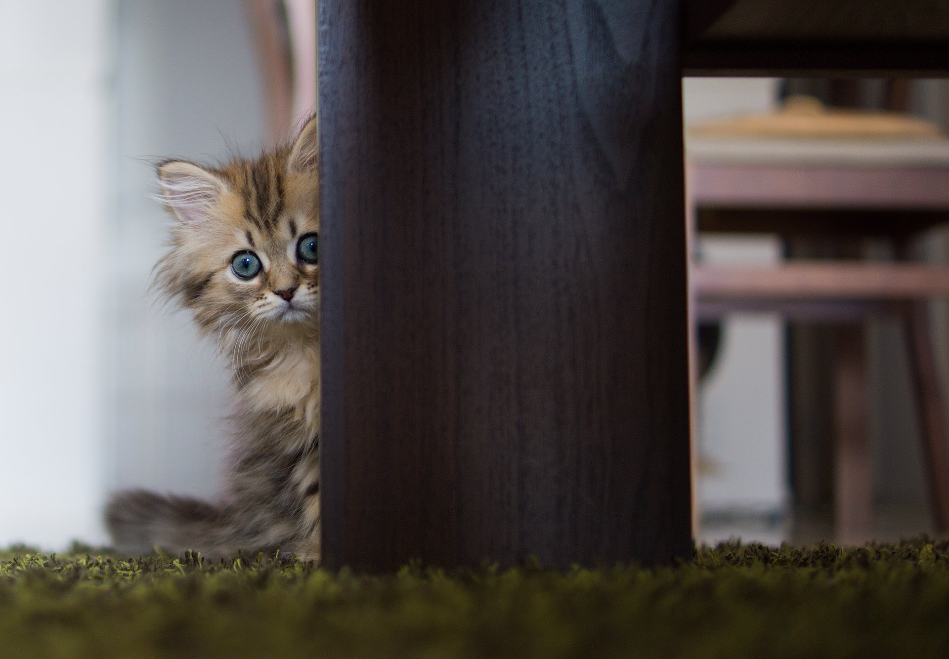 Котенок прячется за ножкой стола