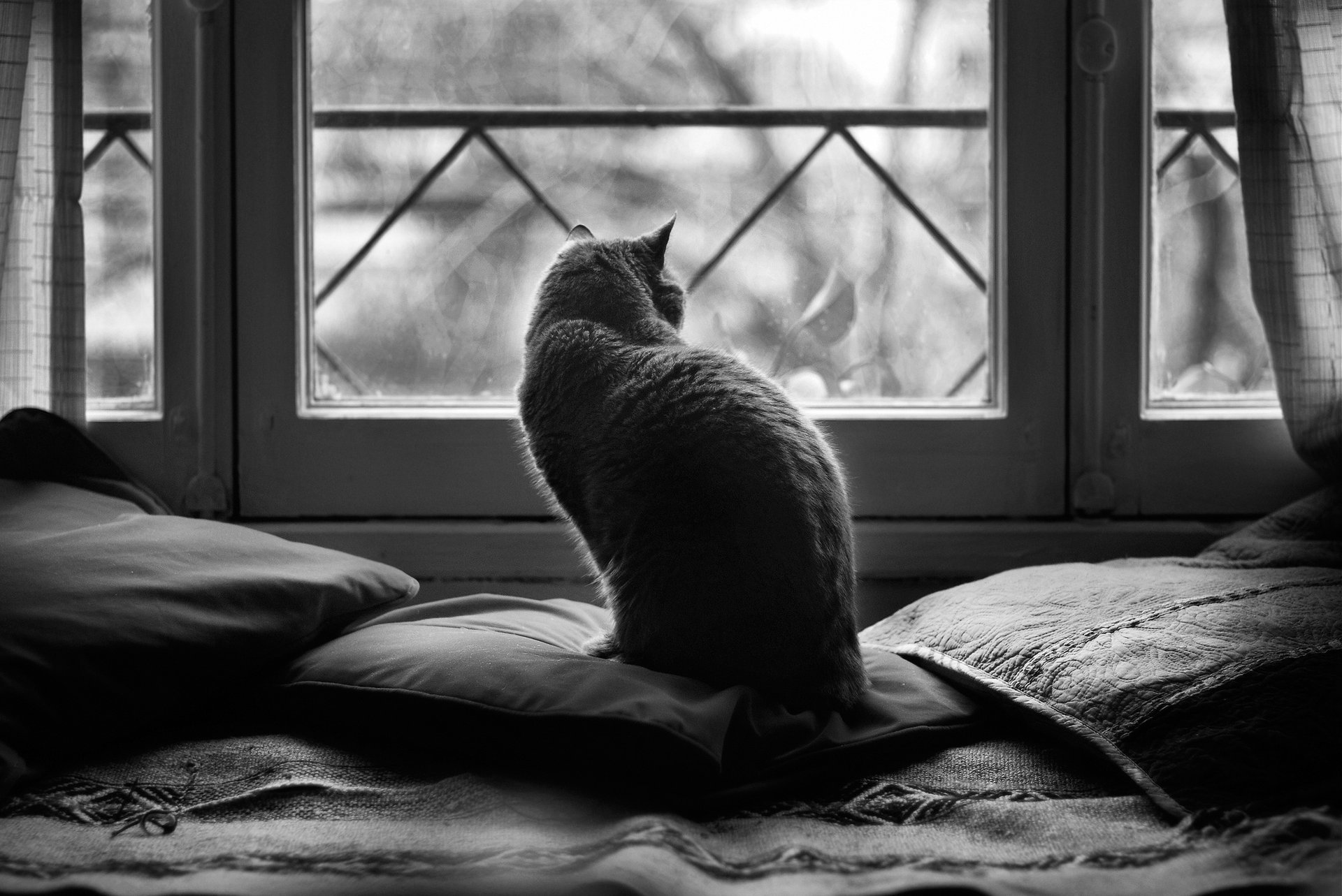Чёрно-белое фото. Кот смотрит в окно