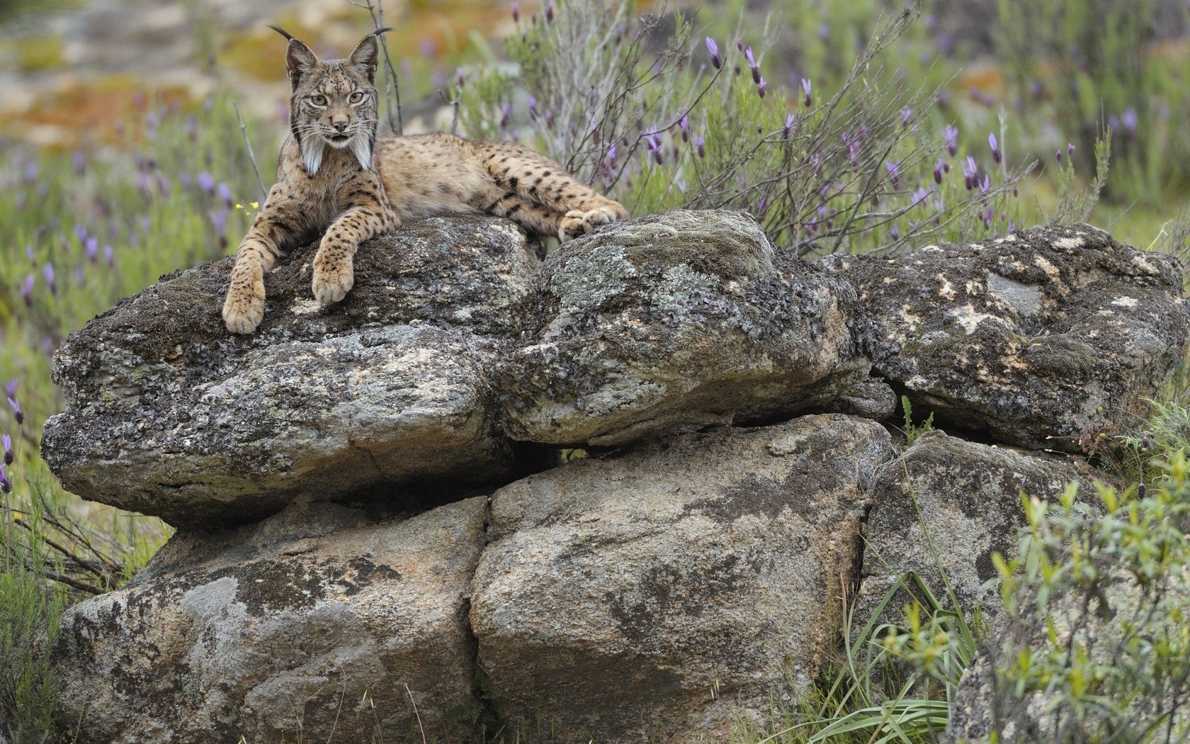 Лесной кот отдыхает на скале