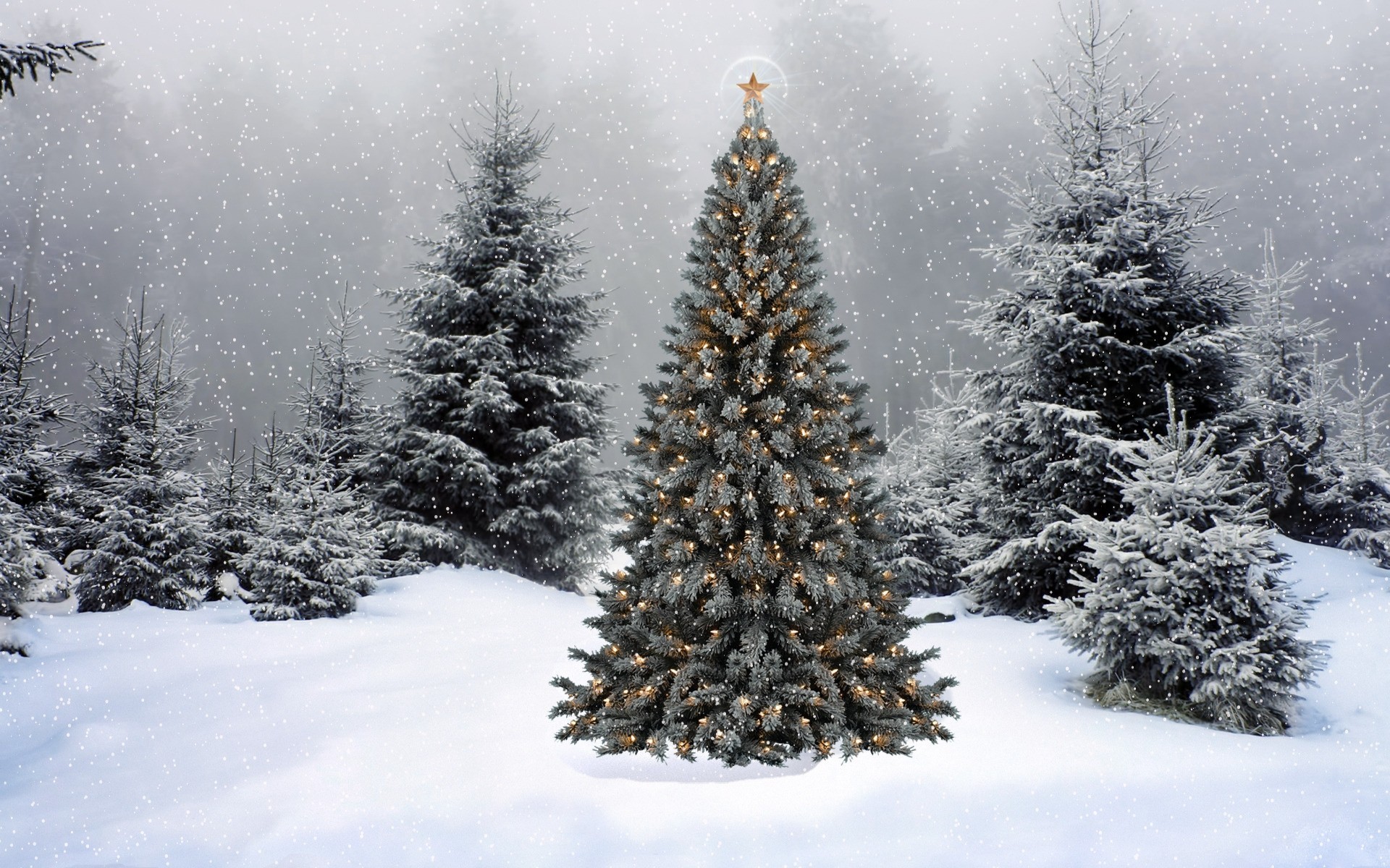 елка огни новый год гирлянда праздник лес ель снег украшения звезда
