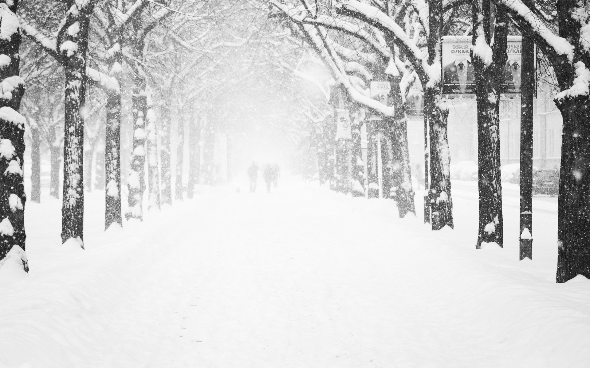 дорога снег зима аллея бесплатно