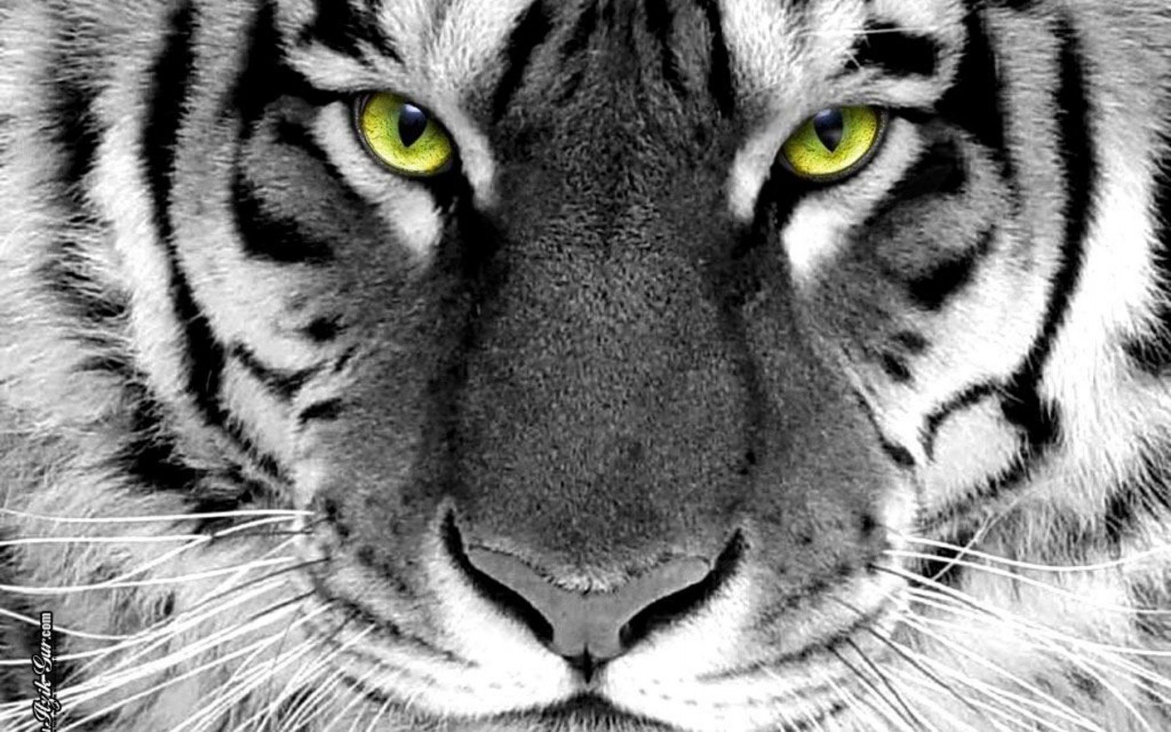 Морда черно-белого тигра с зелеными глазами