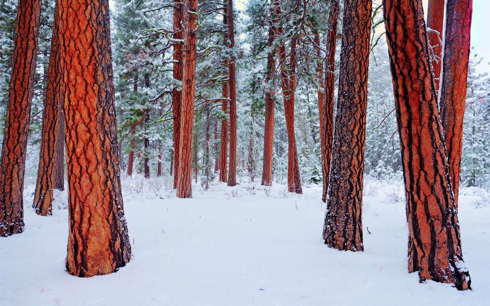 Зимний лес. Деревья в снегу
