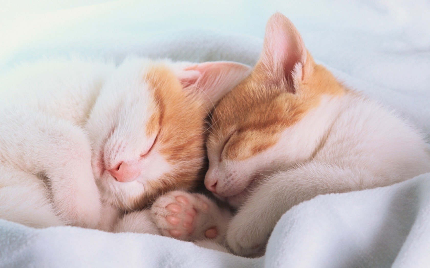 Сон маньких котят под одеялом
