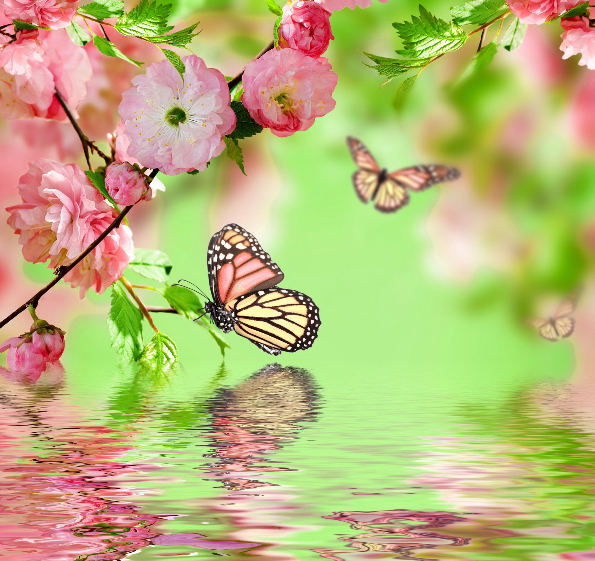 феникс бабочки цветы вода филиалы фотошоп сакура весной