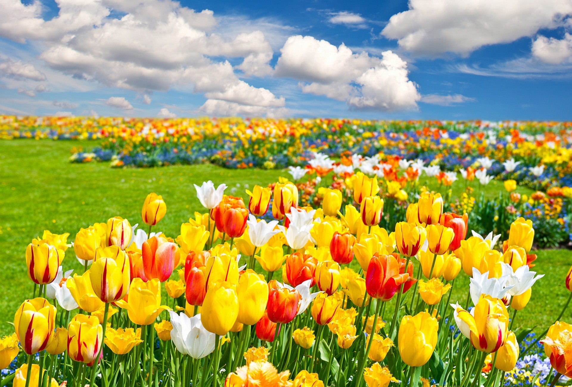 Обои для телефона поле пейзаж природа цветы тюльпаны