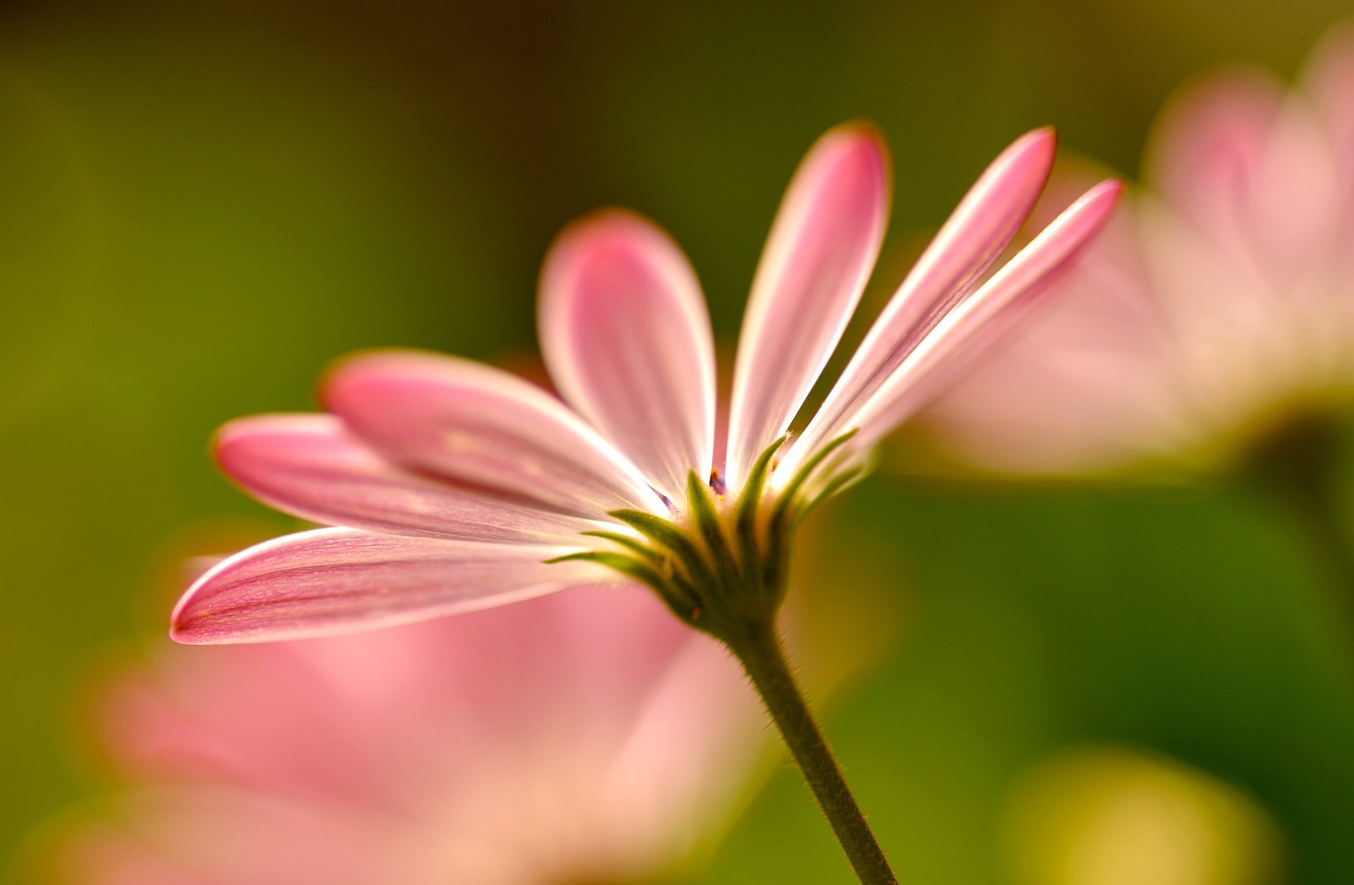 Розовый цветок на который светит солнце