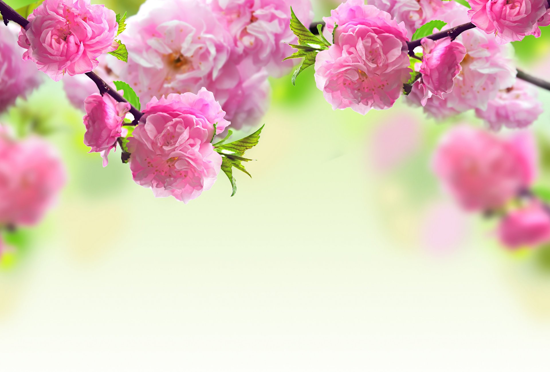 Цветение розовых цветов на дереве
