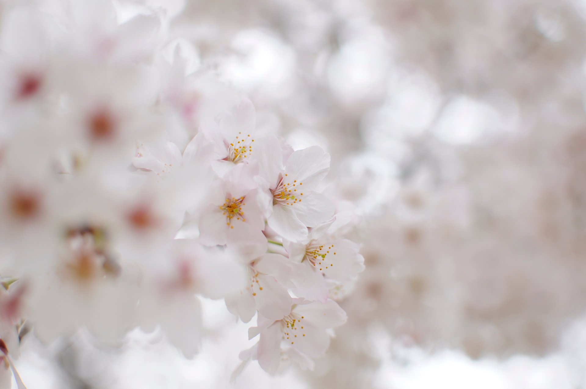 Нежное цветение белоснежный сакуры