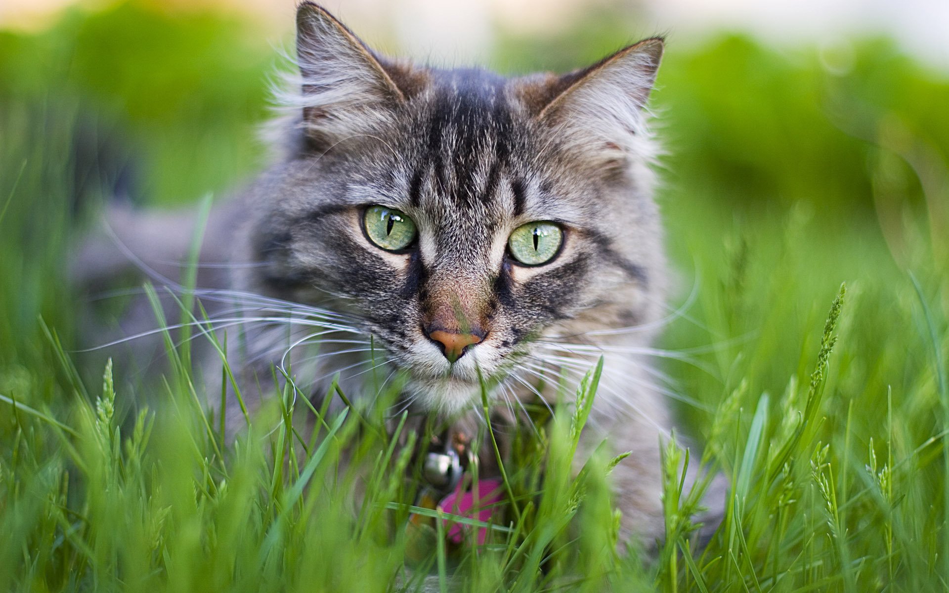Серая кошка летом в траве