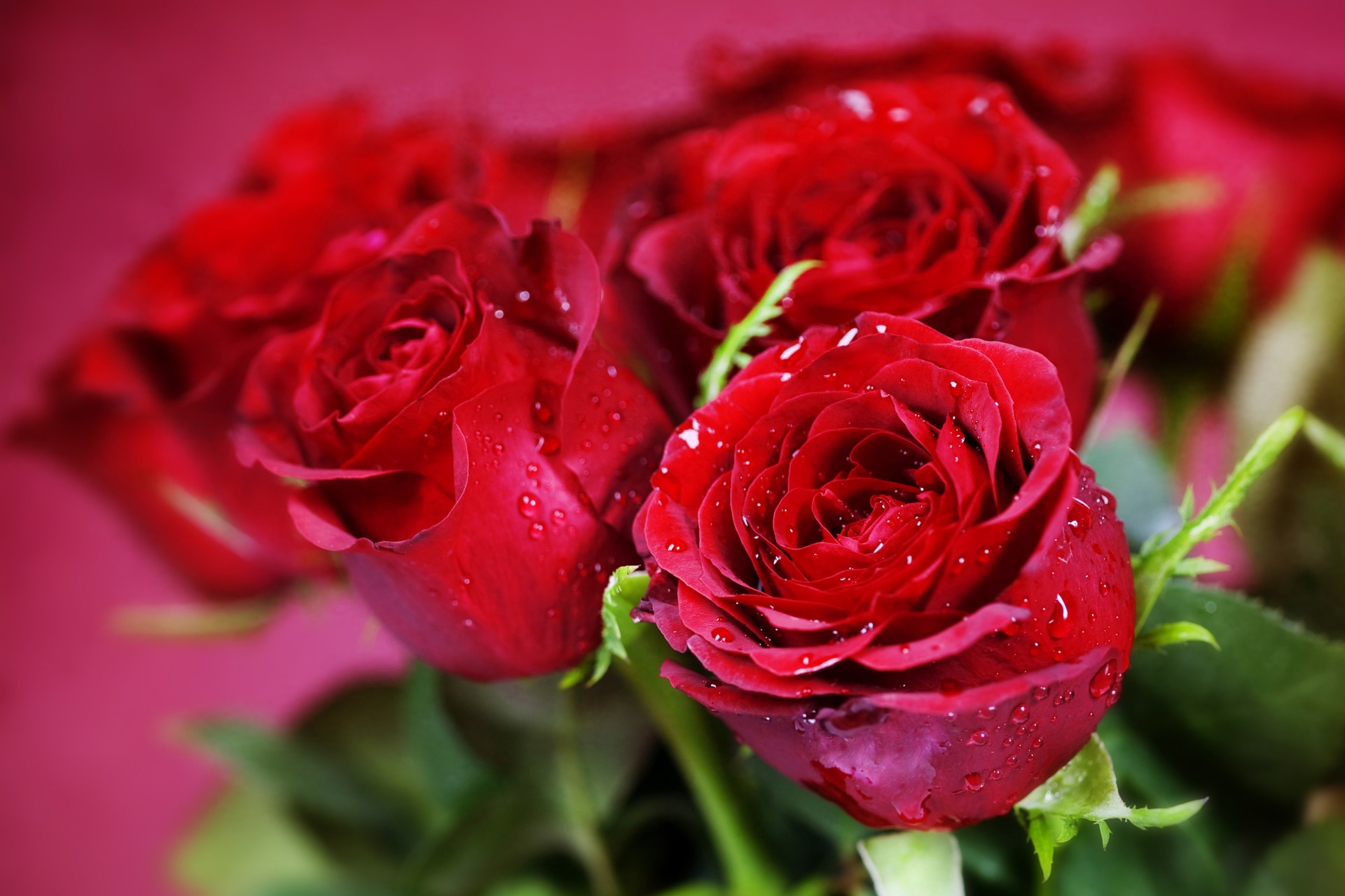 букет цветы розы красный