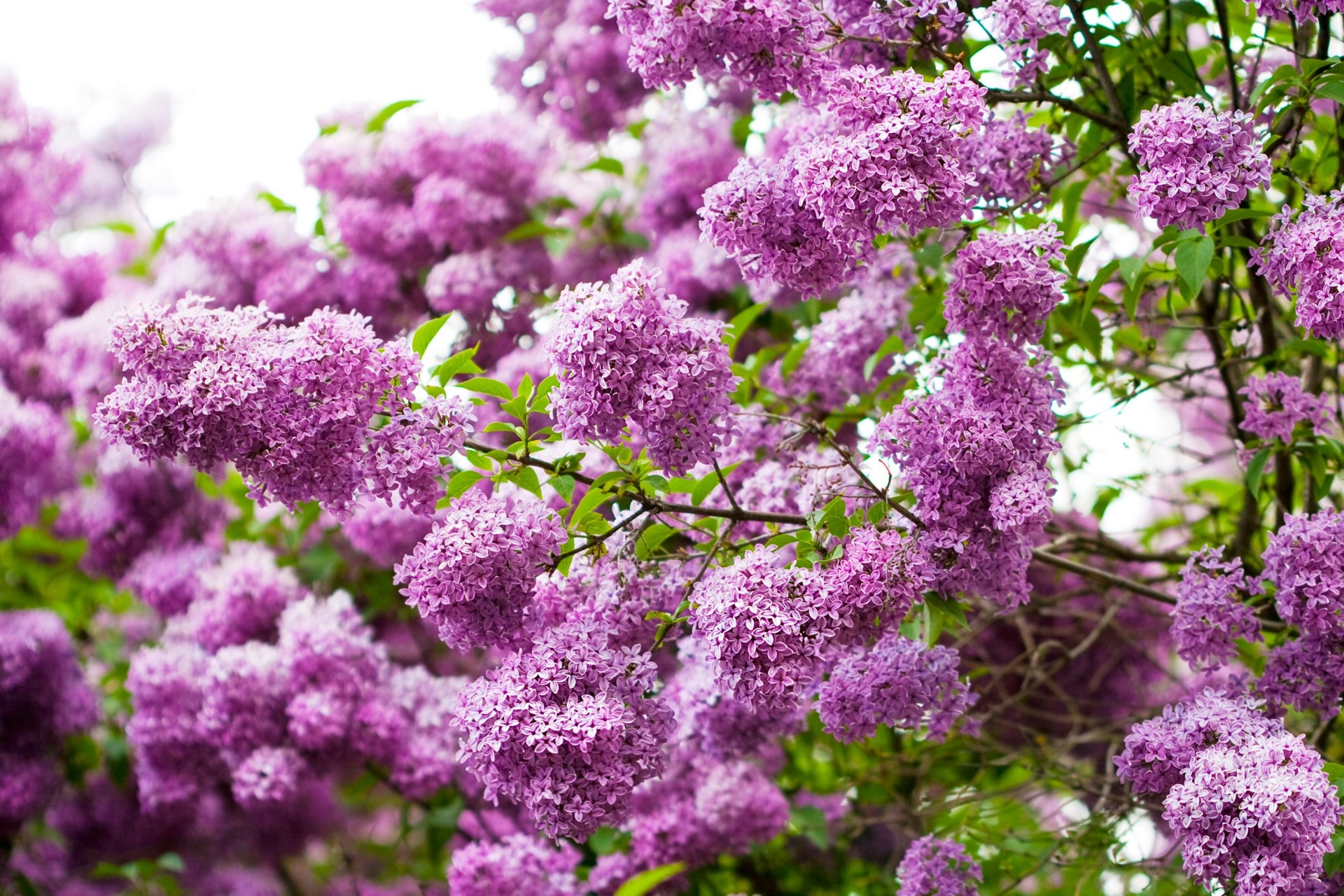 природа фото цветы сирень фиолетовый филиалы макро весной