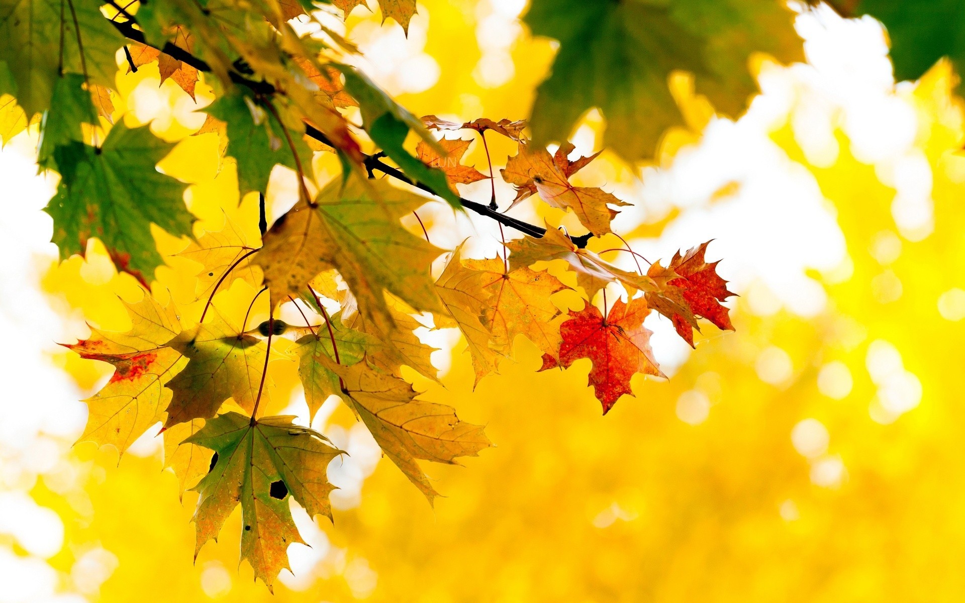 осень лист деревья