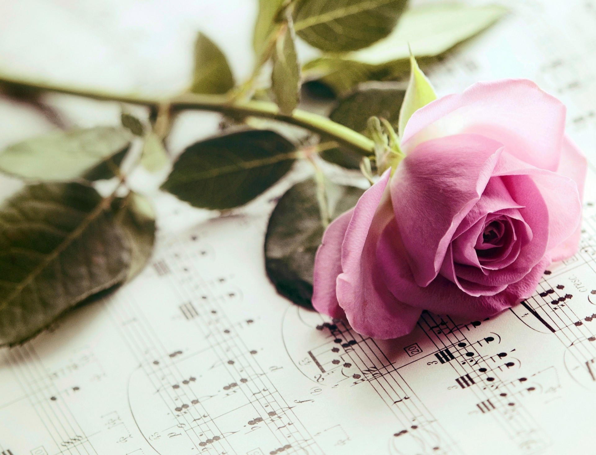 лист роза цветок ноты розовый лепестки