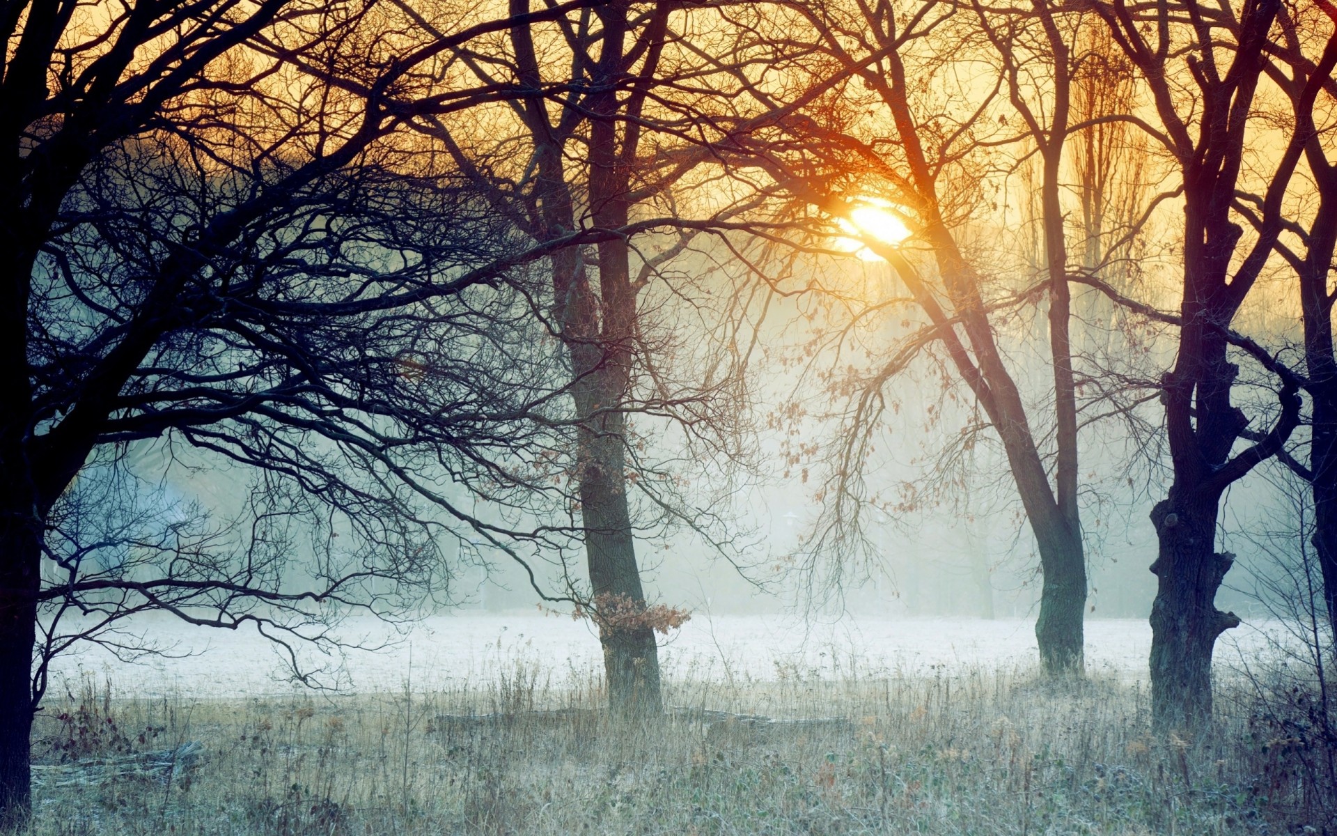 утро трава деревья туман лес центральный парк мороз ветка