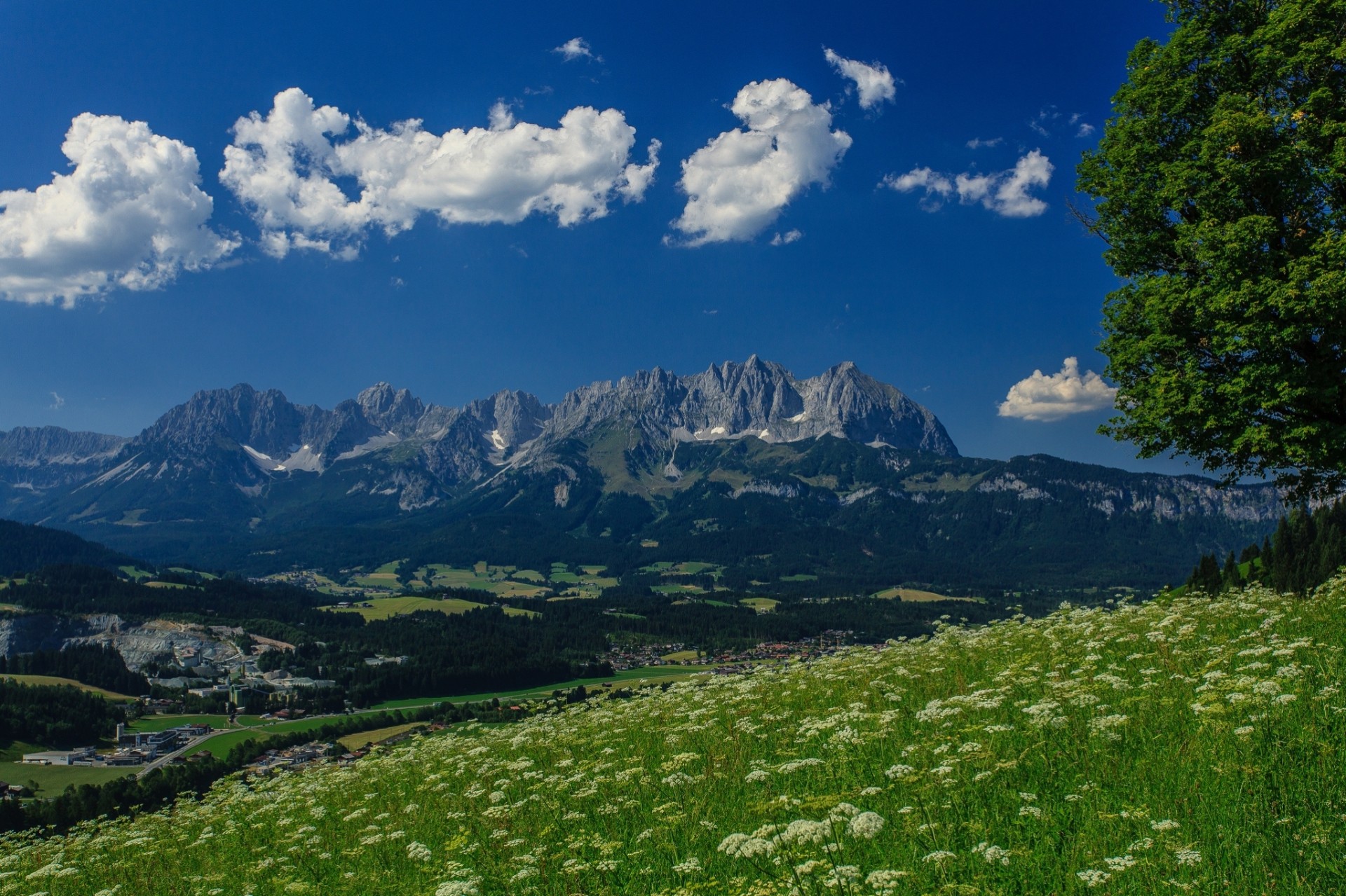 дерево альпы панорама wilder kaiser гора вильдер кайзер гальштат горы австрия луг