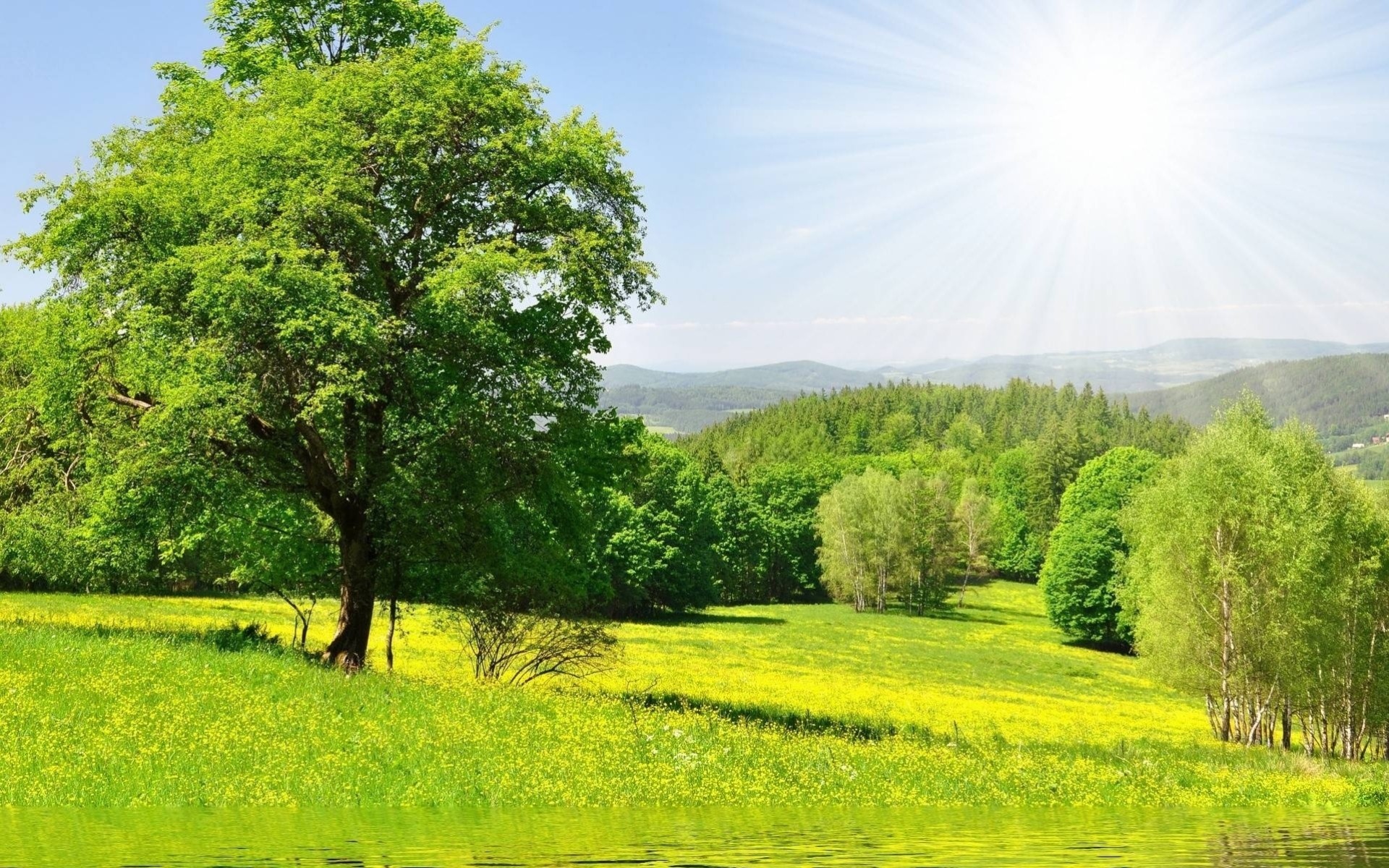 зелень природа деревья трава лес вода солнце луг