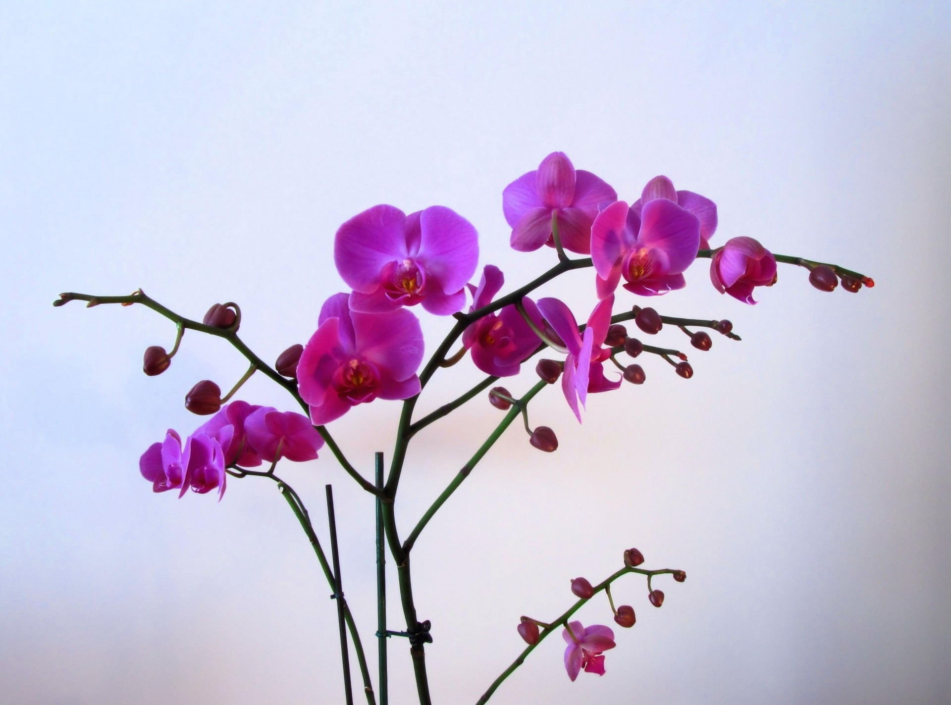 фон цветок филиалы орхидея