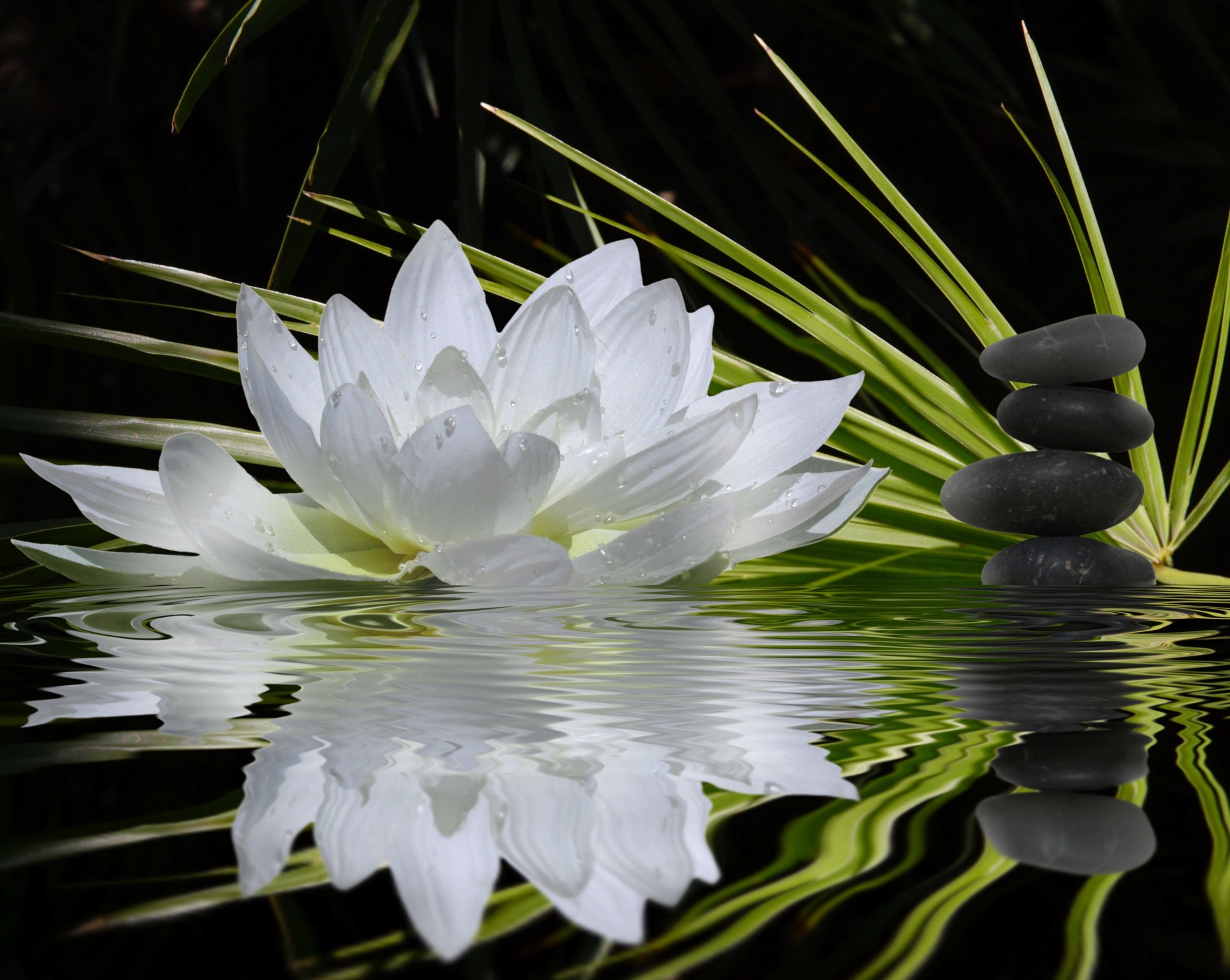 камни цветок стебли черный плоские вода водяная лилия отражение баланс боке. гармония зелень белый