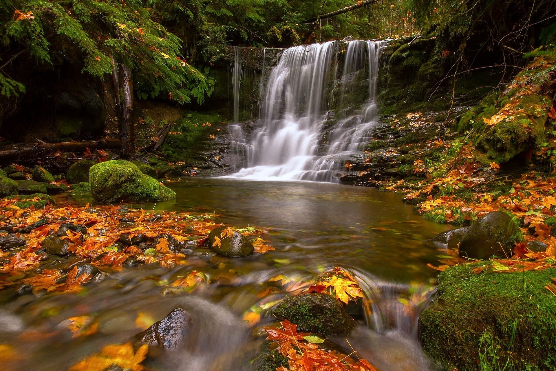 осень лист лес водопад природа
