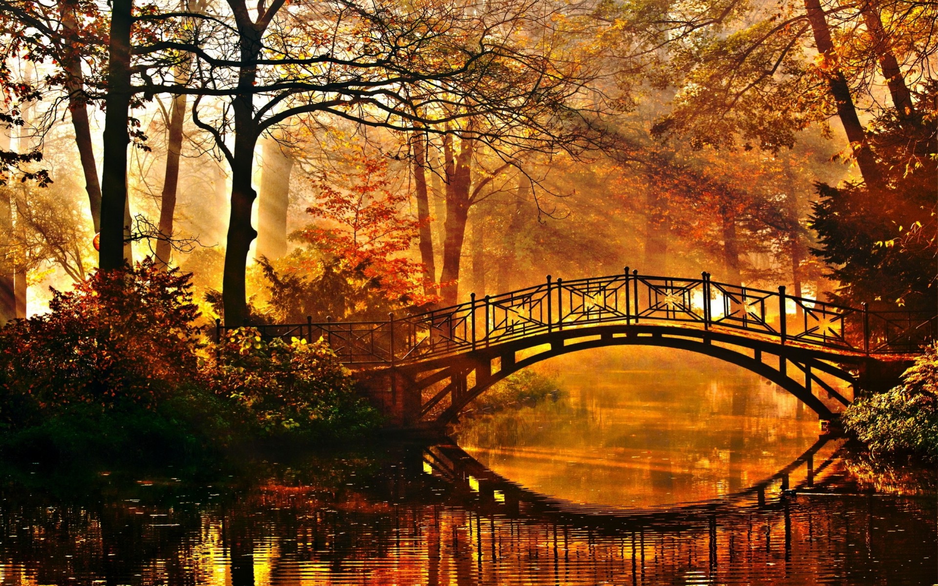 река дерево мост природа солнце парк