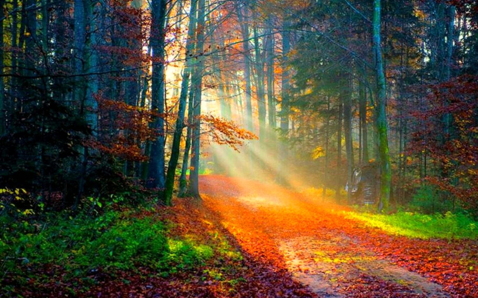 Осенний лес свет