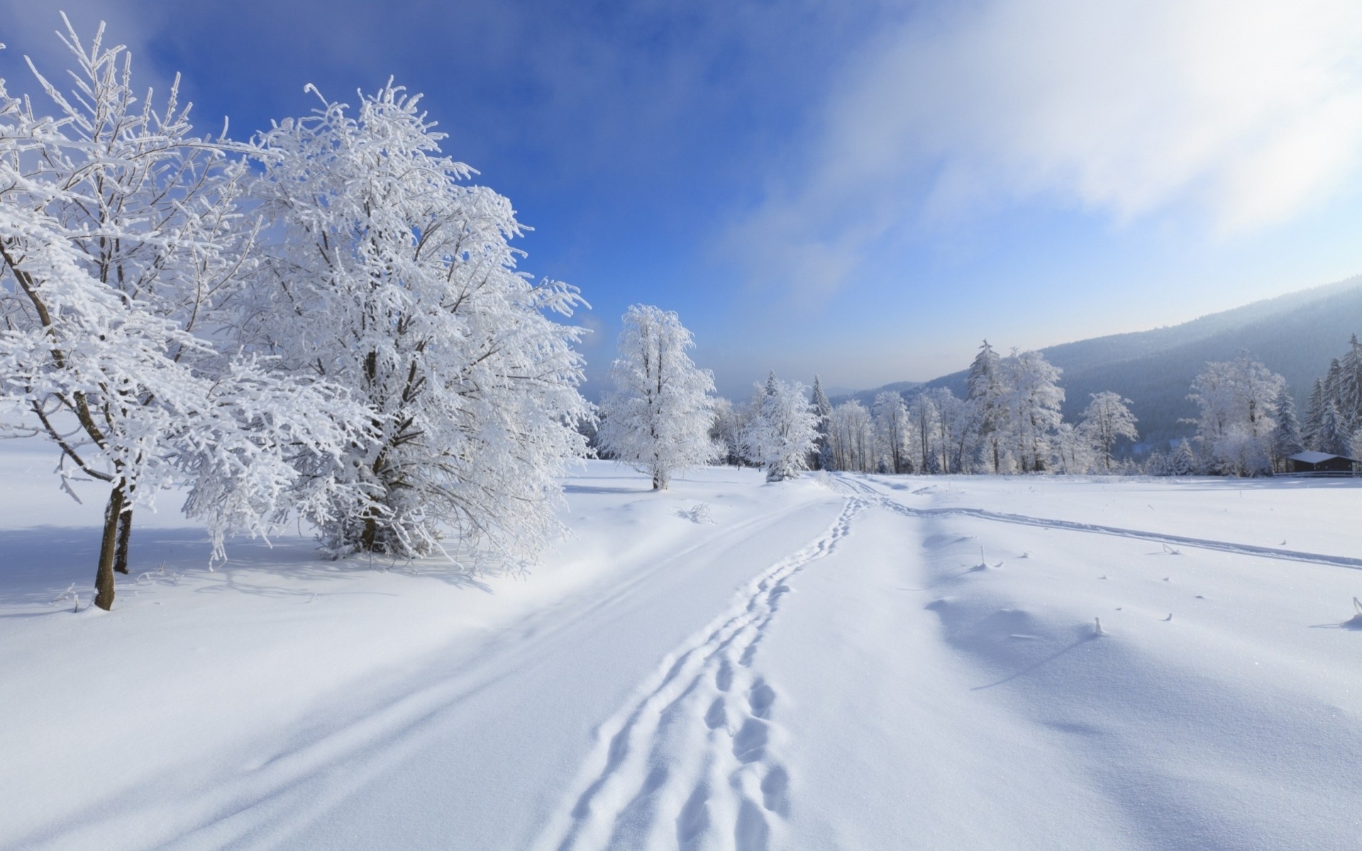 Snow-Covered Trees, Hochharz National Park, Saxony-Anhalt, Germany бесплатно