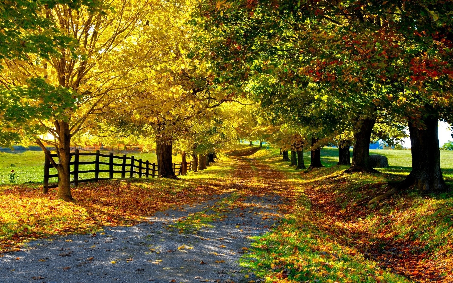 лист листва природа деревья дорога осень золотая осень