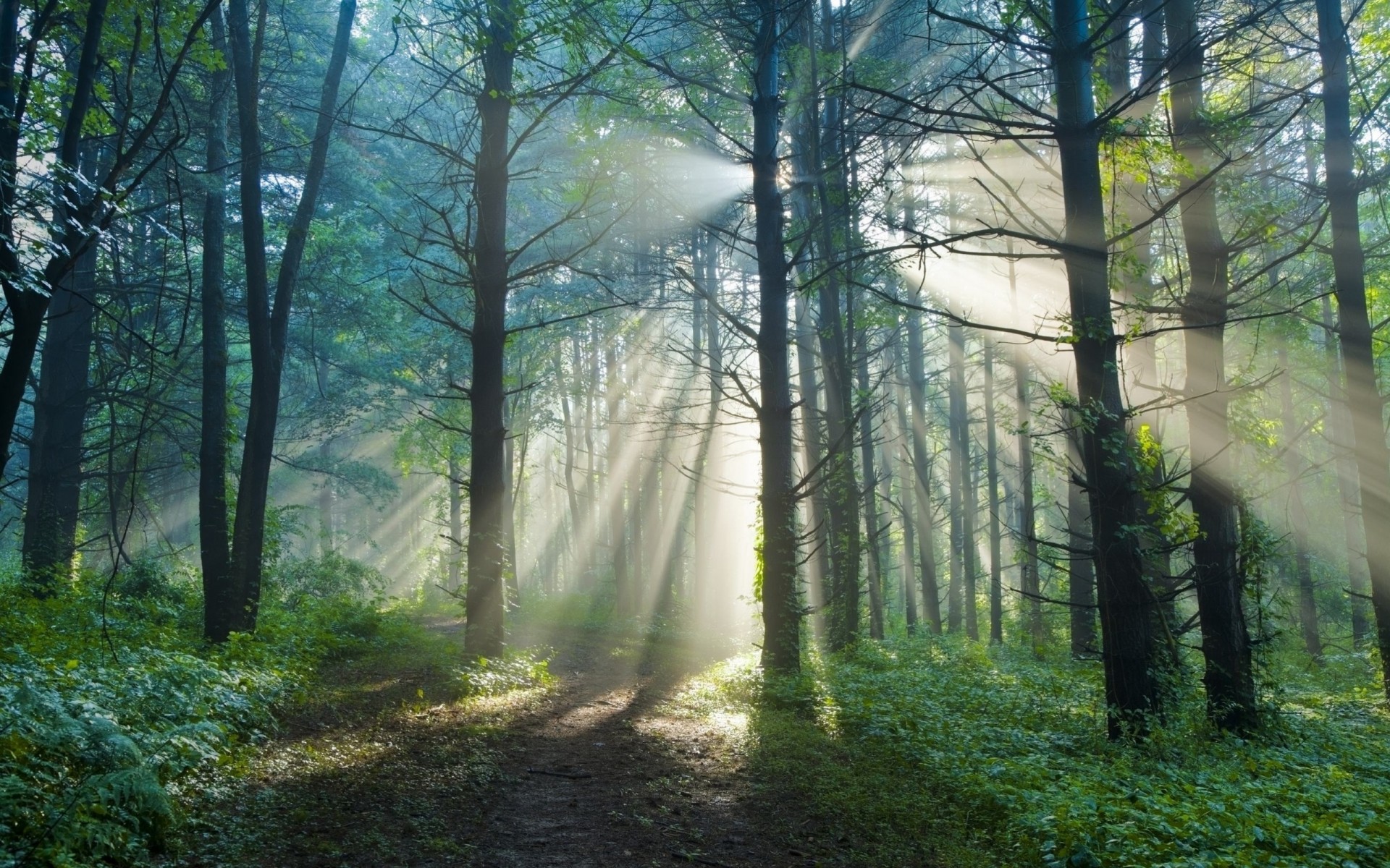 природа лучи лето свет утро лес солнце эскадрилья
