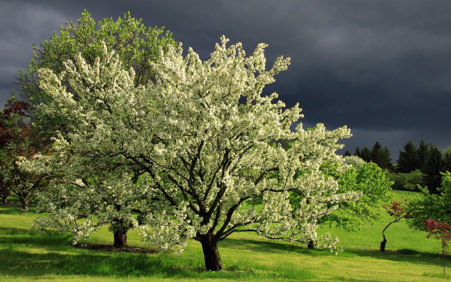 вид облака пейзаж цветущие деревья природа