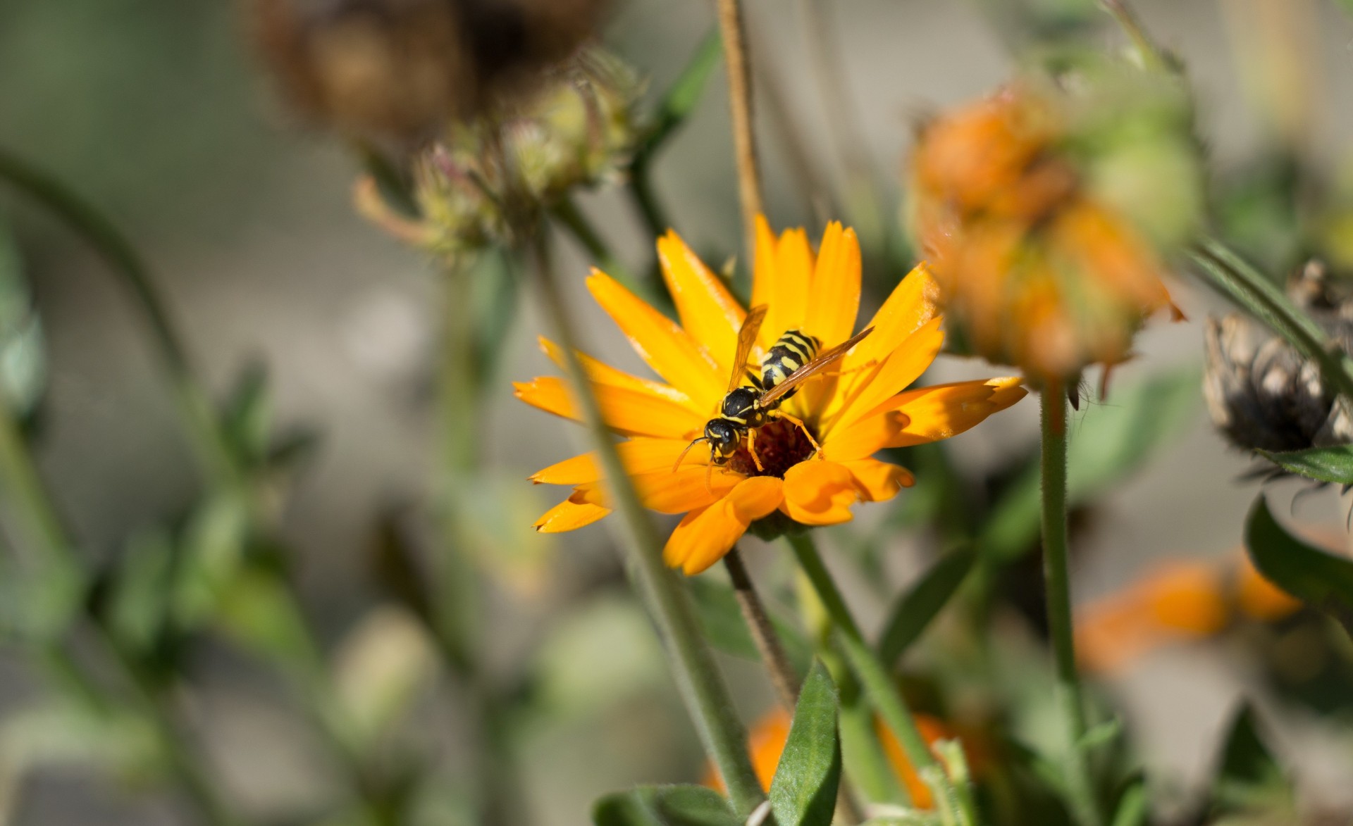 Пчела на желтом цветке без смс
