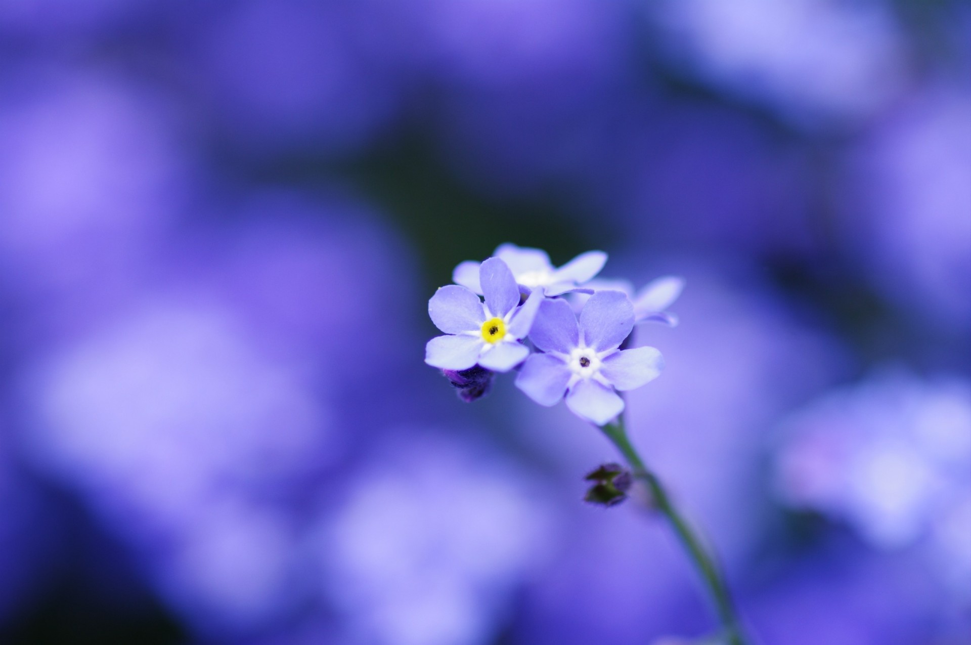 голубые цветы размытость нежность незабудки макро фокус лепестки