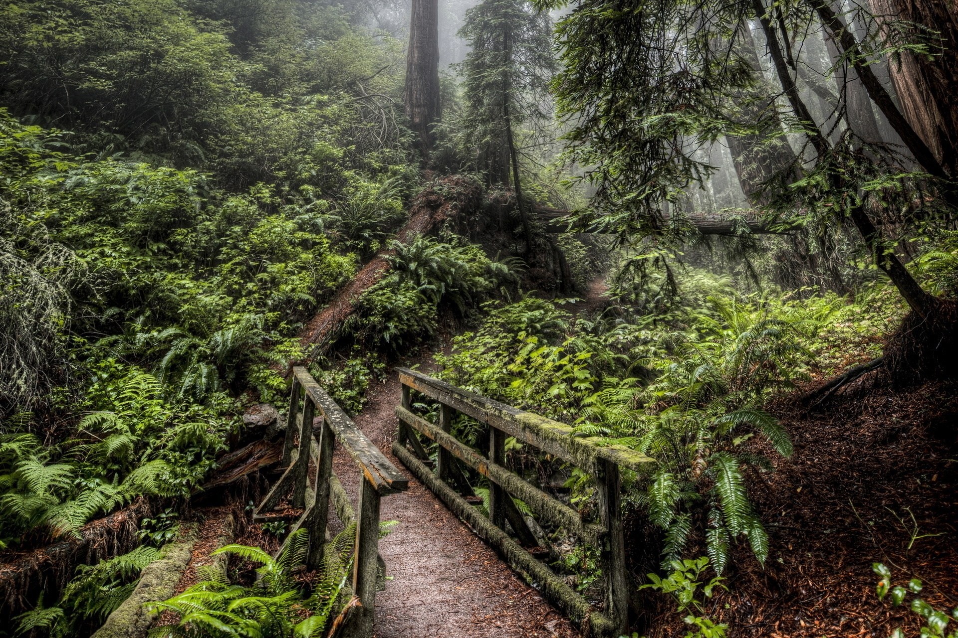 мост лес дорога природа