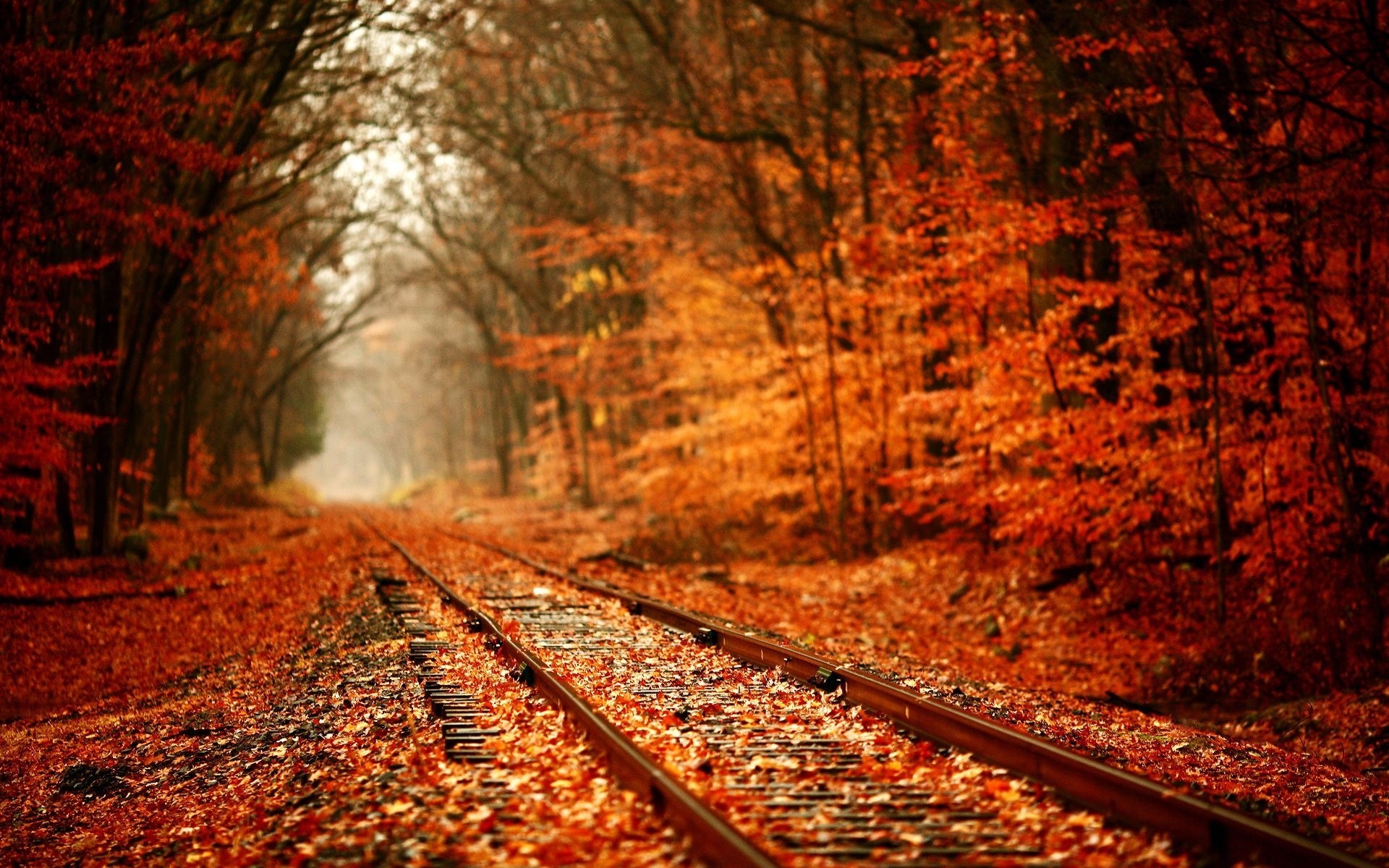 осень железнодорожная лес