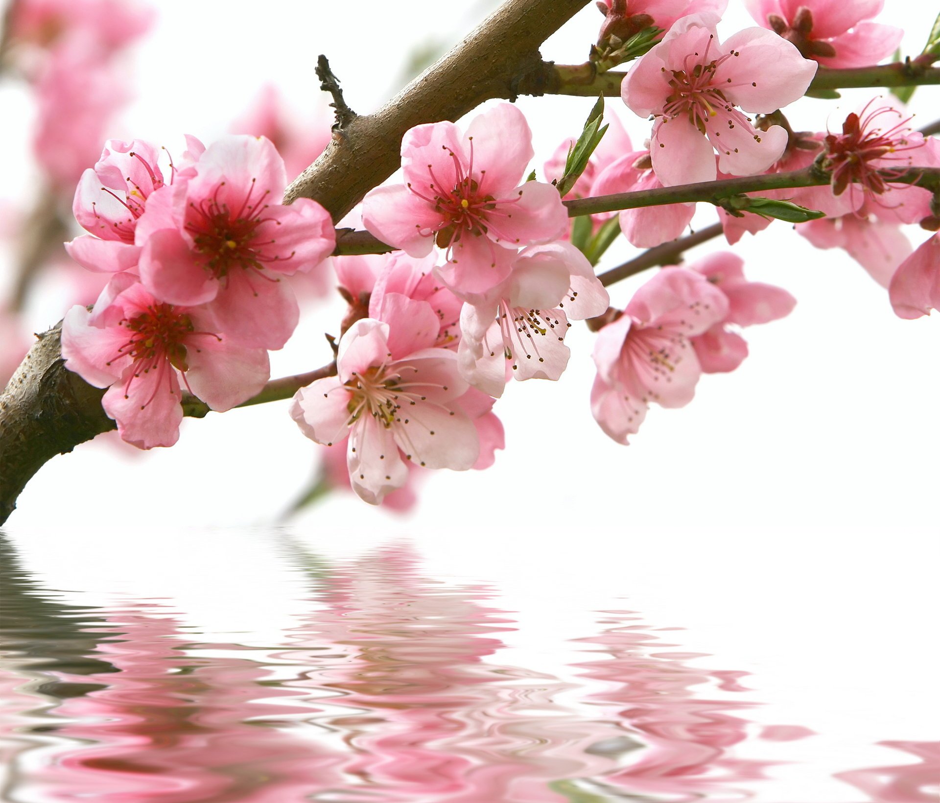 Цветы сакуры над водой