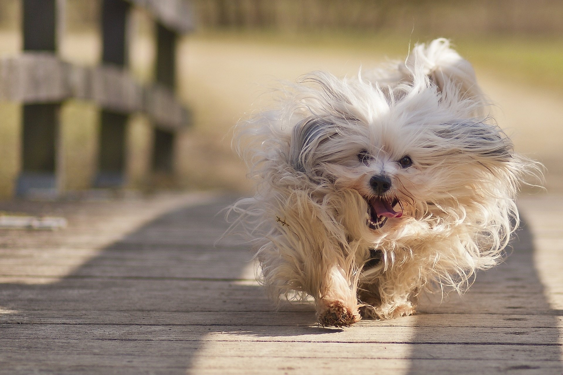 Собака с веселым настроением бежит по мостику