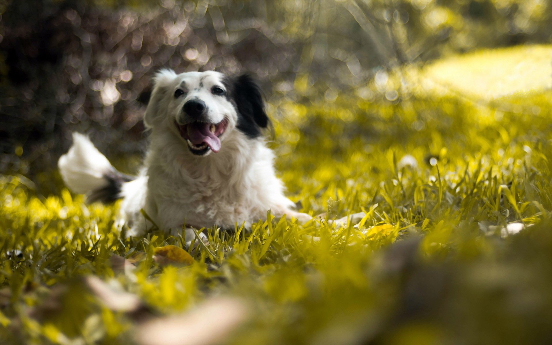 Черно-белая собака на зелёной траве