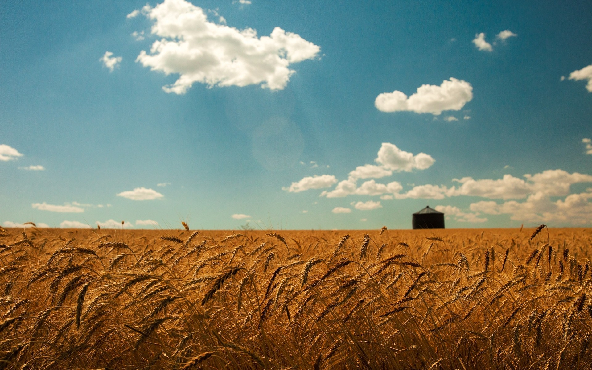 колоски облака пшеница лето небо поле золото