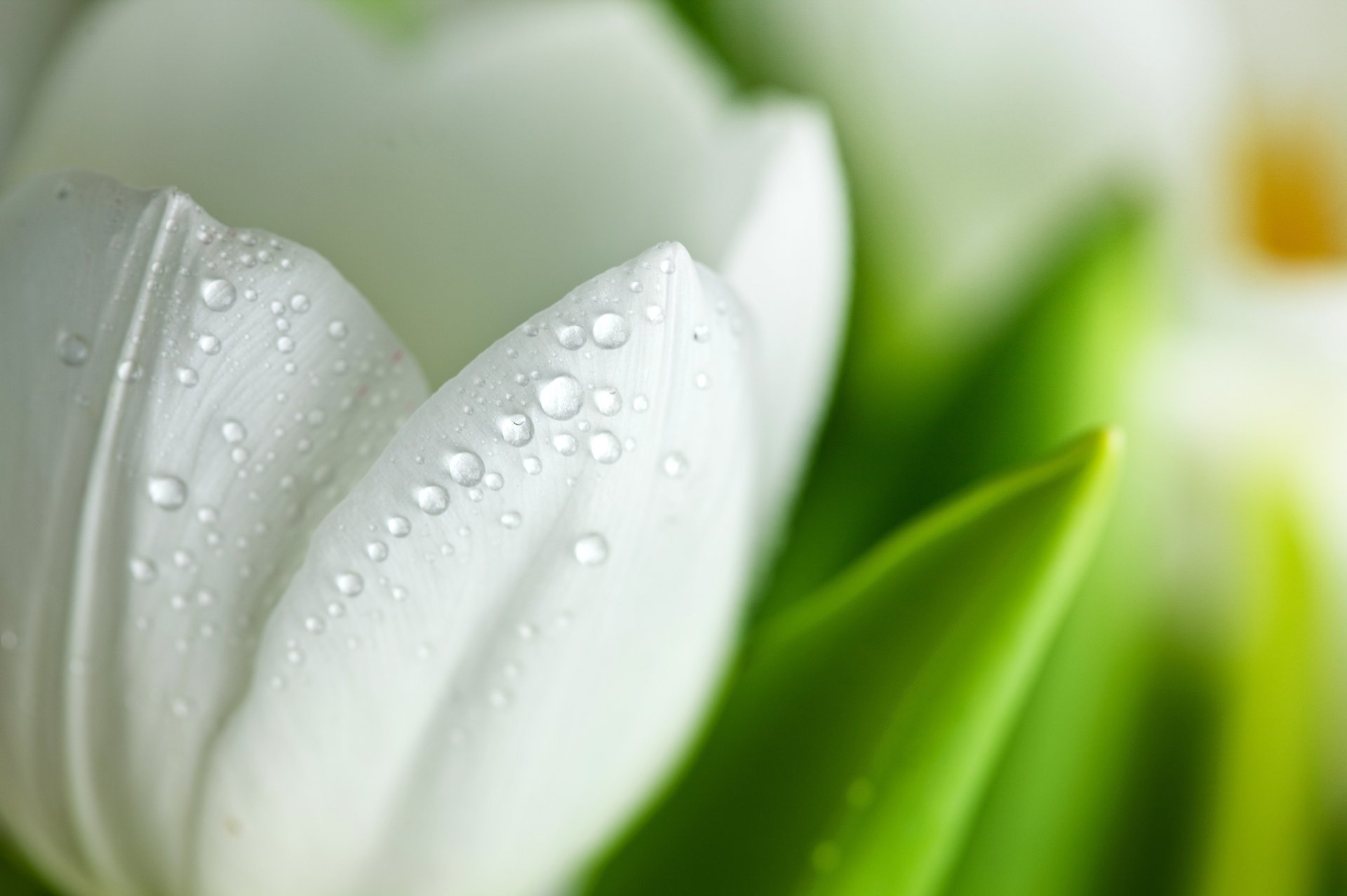Лепестки белого тюльпана в каплях росы