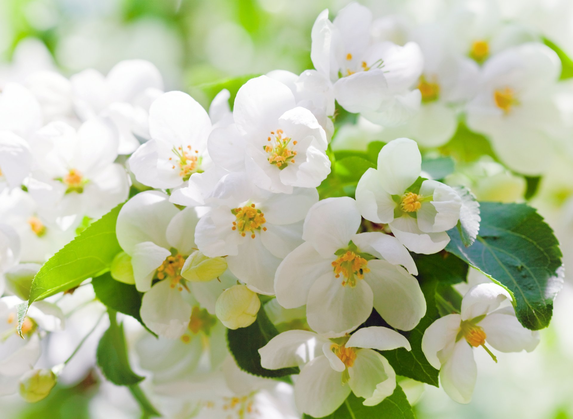 Белые цветы вишни на размытом фоне