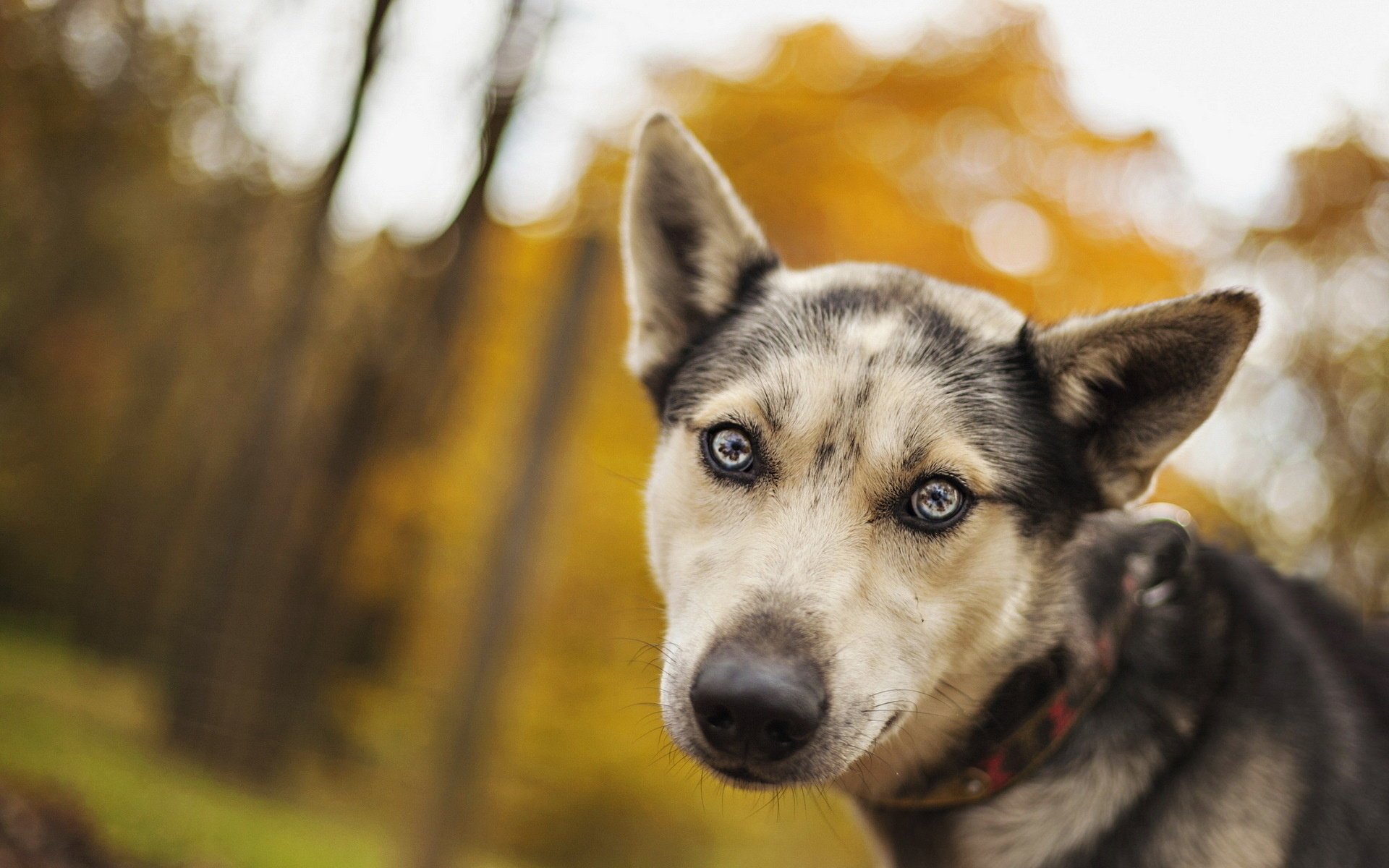 Собака с голубыми глазами в осеннем лесу