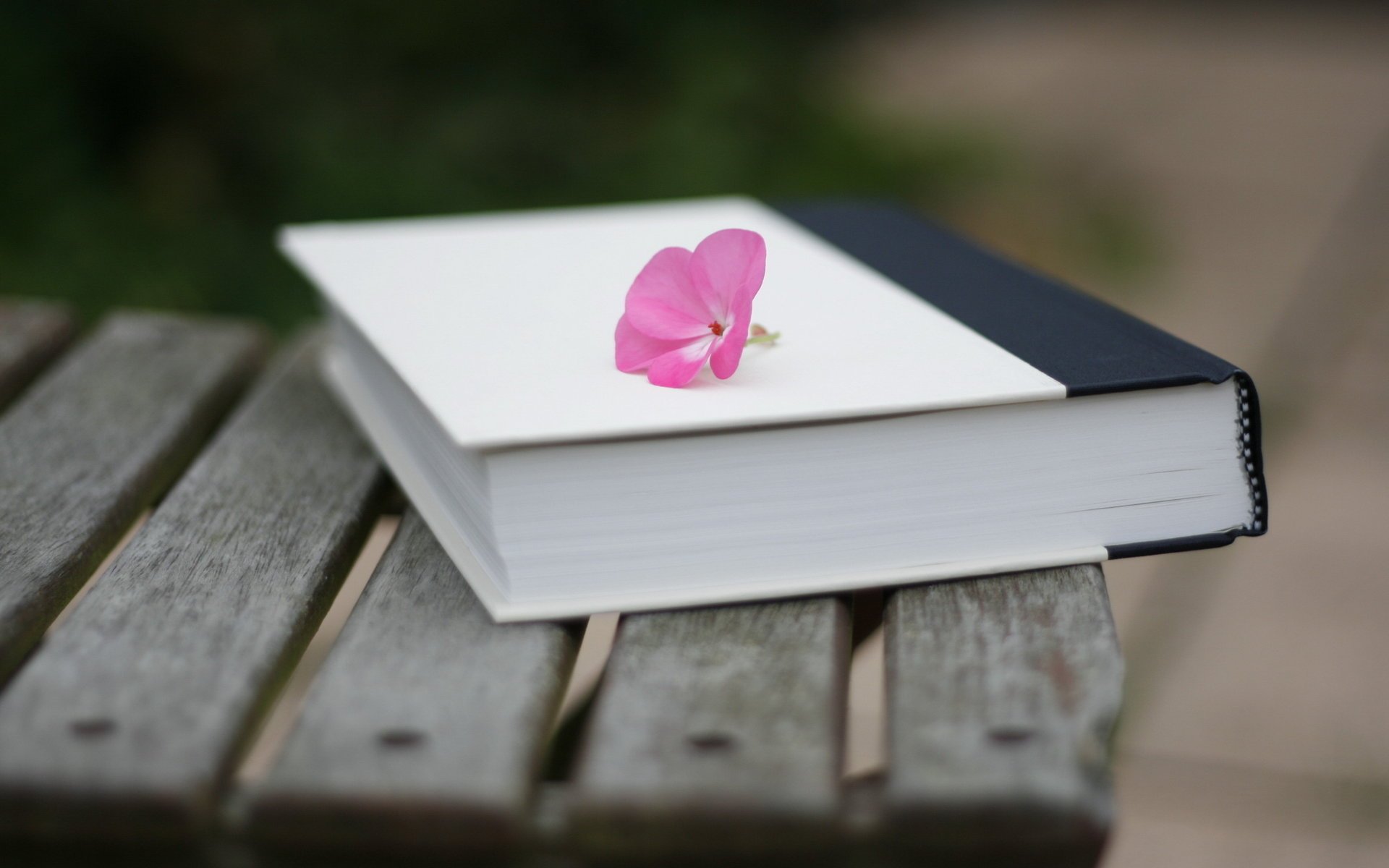 Розовый маленький цветок на книге
