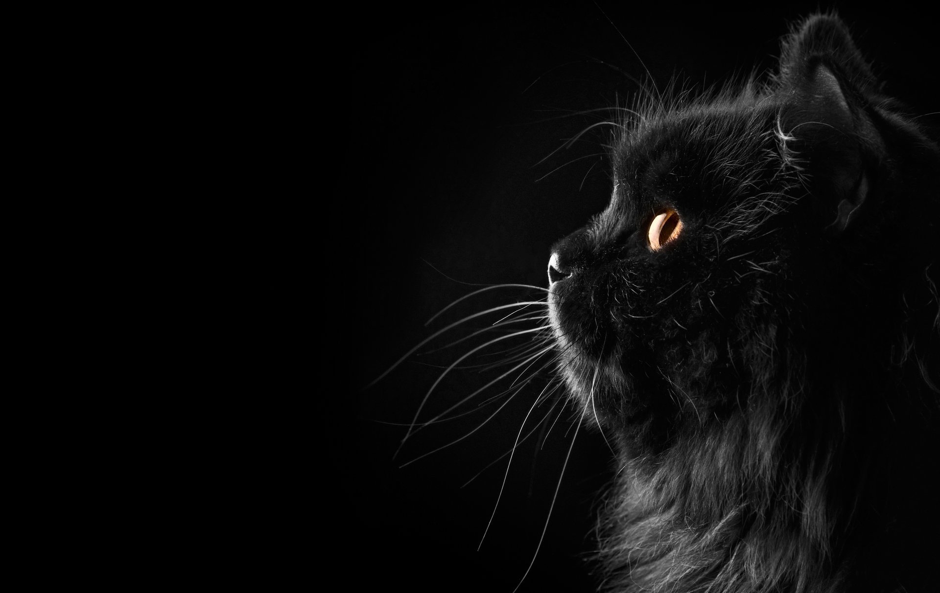 Черный кот с желтыми глазами на черном фоне