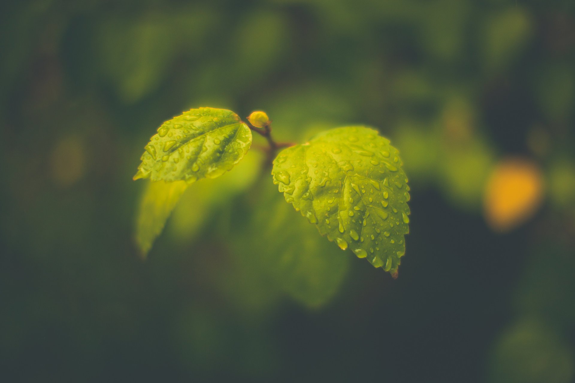 Микро фото зелёных листьев