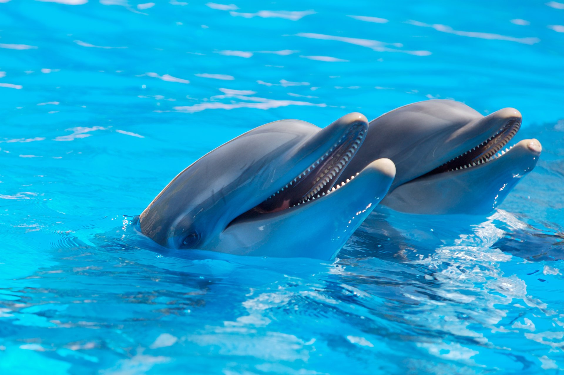 Два дельфина в голубой воде
